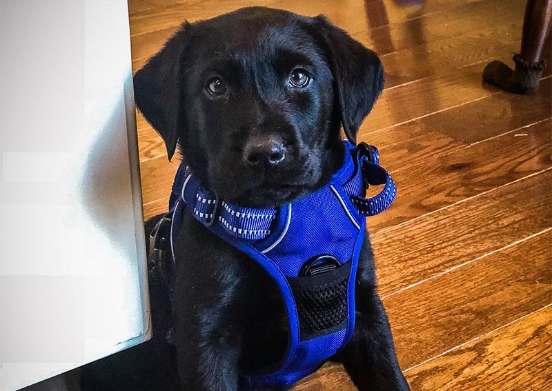 Carousel Slide 3: Puppy veterinary exams