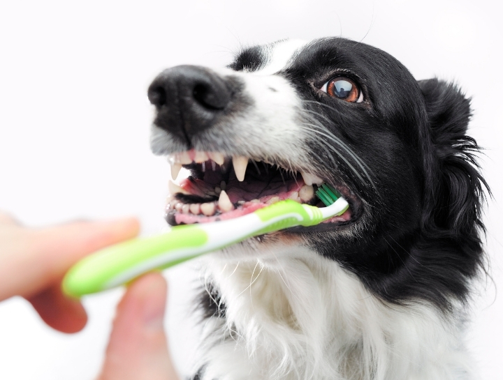 Take 10% Off Your Pet's Dental Cleaning Year Round