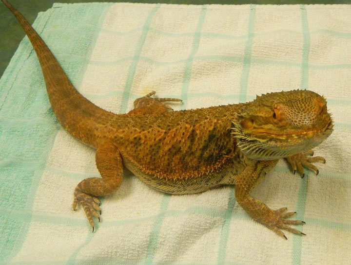 Exotic Pet Care - Lizards