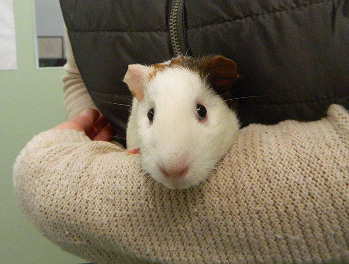 Pocket Pet Veterinary Care